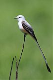 Scissor-tailed Flycatcher